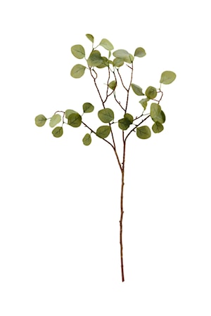 Eukalyptus-grene Natur