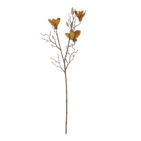 Mangnolia Brun